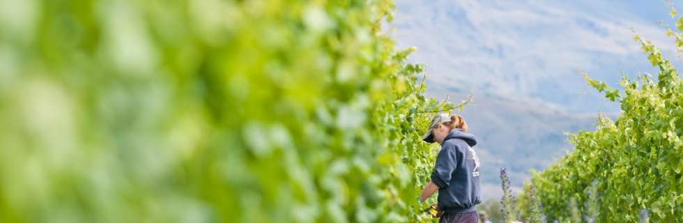 Doctors Flat Vineyard