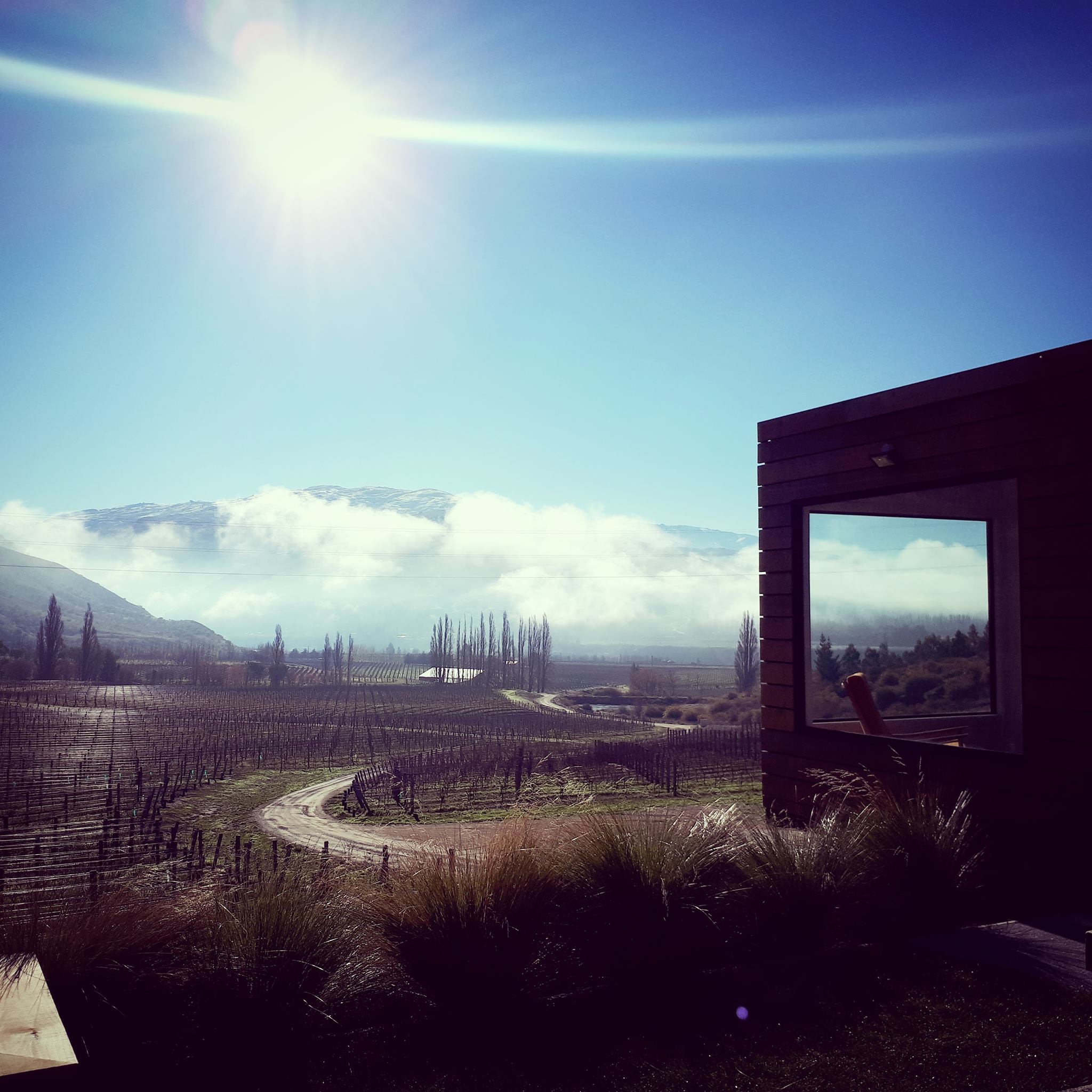 Domain Road Vineyard