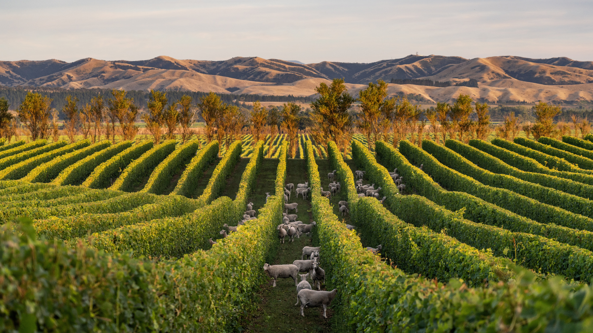 Stoneleigh Marlborough