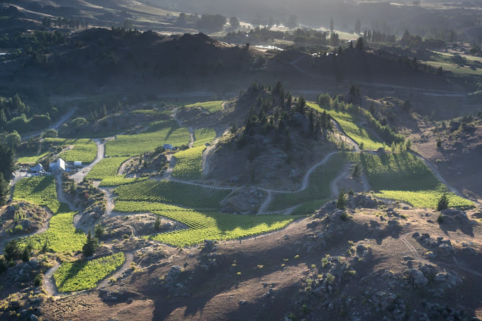 Black Ridge Vineyard