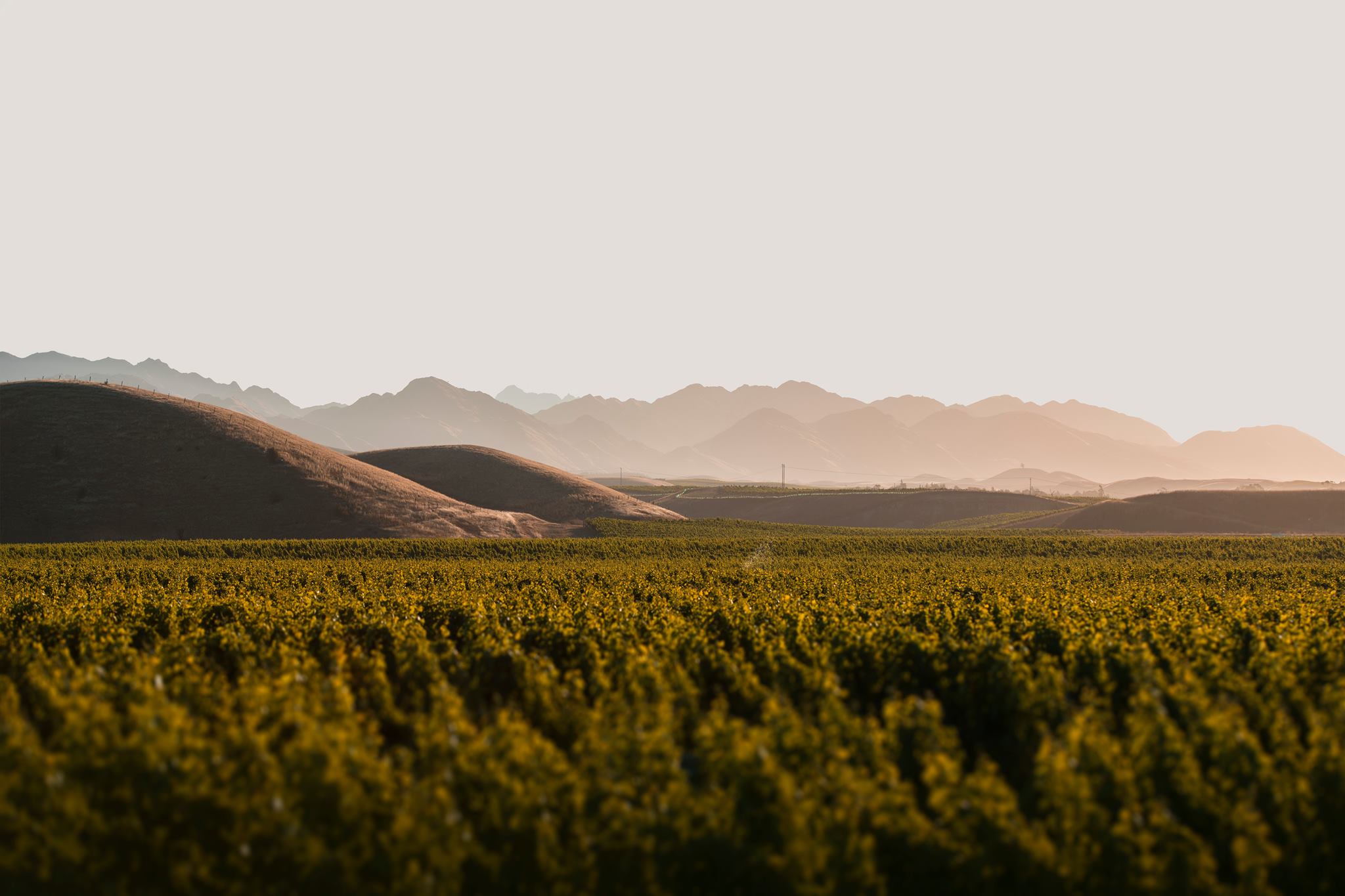 Rapaura Springs Wines