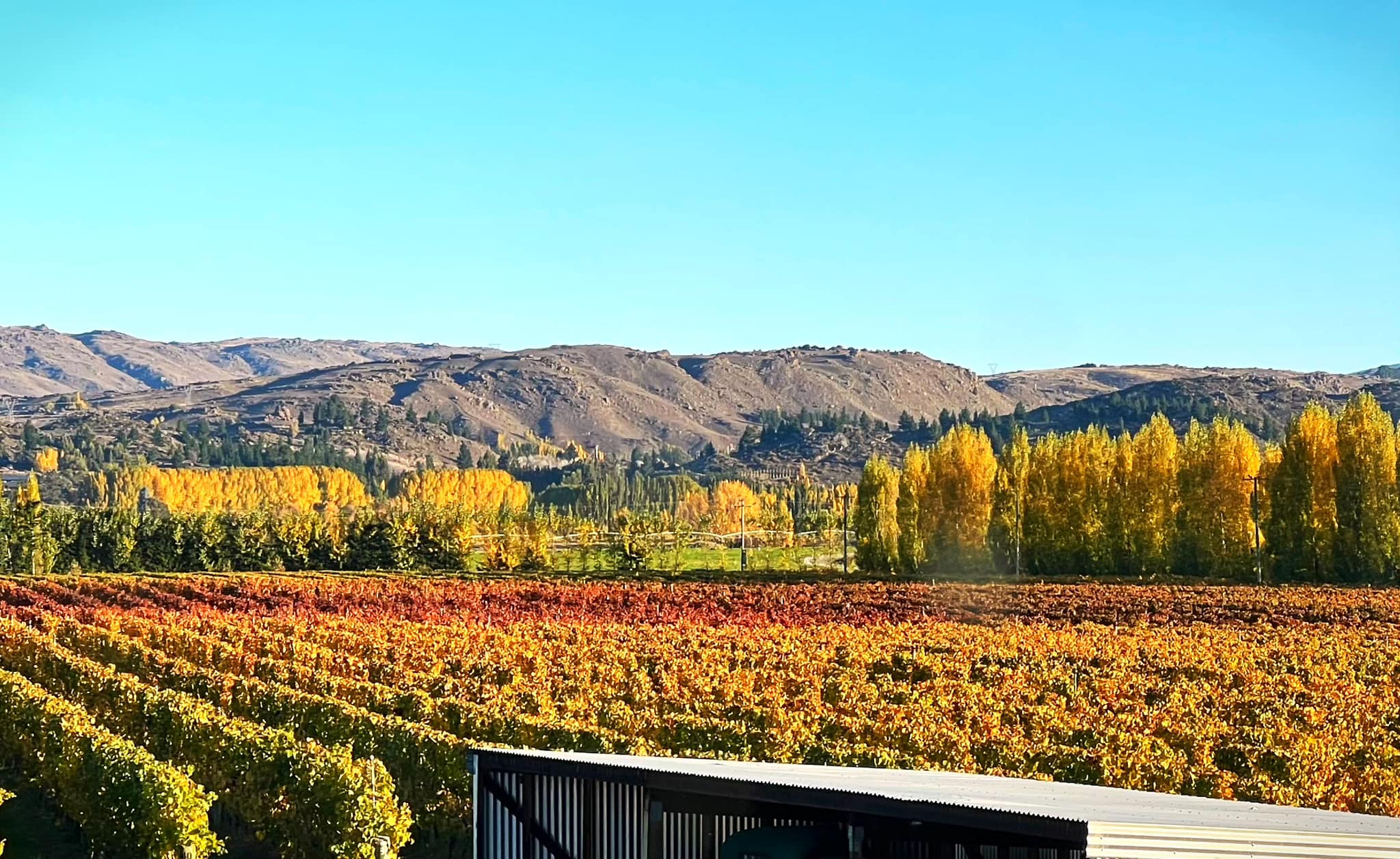 Three Miners Vineyard