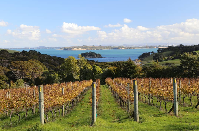 Cable Bay Vineyards
